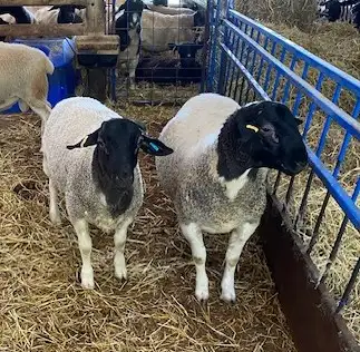 Dorper Rams, View more