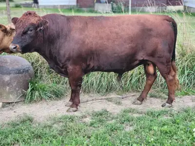 Irish Dexter Bull for RENT, View more
