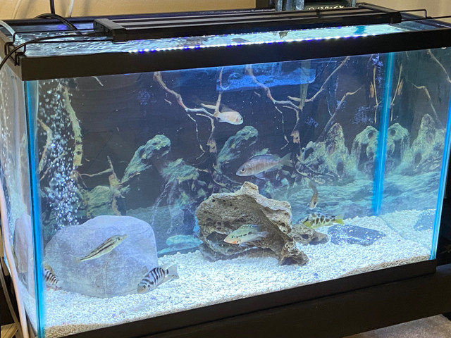 CICHLIDS FISH SALE - Pickering  in Fish for Rehoming in City of Toronto - Image 3