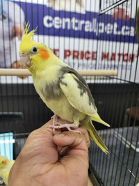 BABY  TAMED  COCKATIEL AVAILABLE SOON AT CENTRAL PET TORONTO