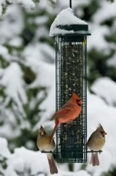 Squirrel Buster Bird Feeder, View more