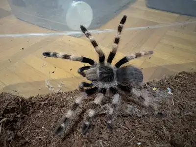 Nhandu coloratovillosus Tarantula, View more