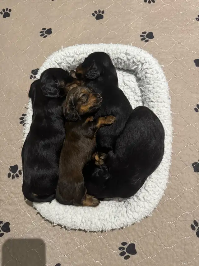 CKC Reg'd Mini Long Haired Dachshund Puppies in Dogs & Puppies for Rehoming in Norfolk County - Image 4