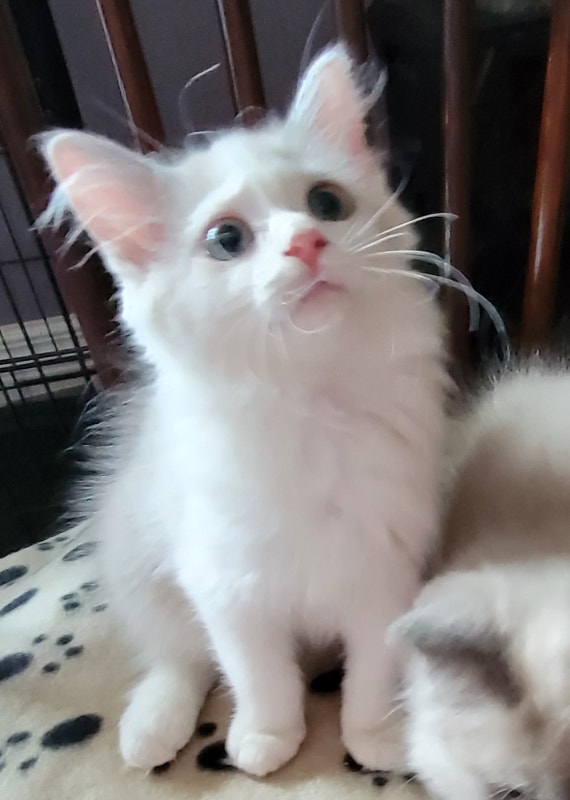 Adorable Loving..Female BiColour Ragdoll Kitten Cats & Kittens for