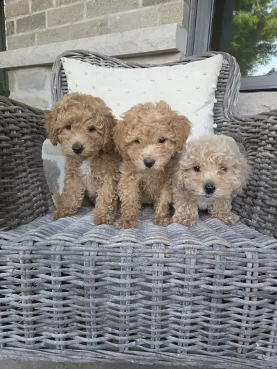 Adorable Bichonpoo Puppies, View more