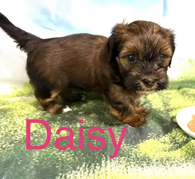 CKC Purebred Havanese Puppies Available, View more