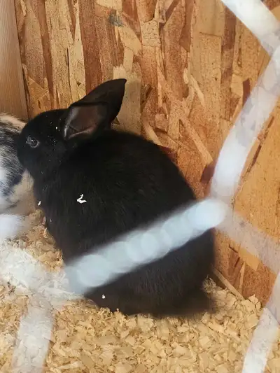 baby bunnys , View more