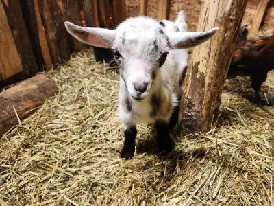 Polled Nigerian dwarf kid & bucklings - great milk lineage, View more