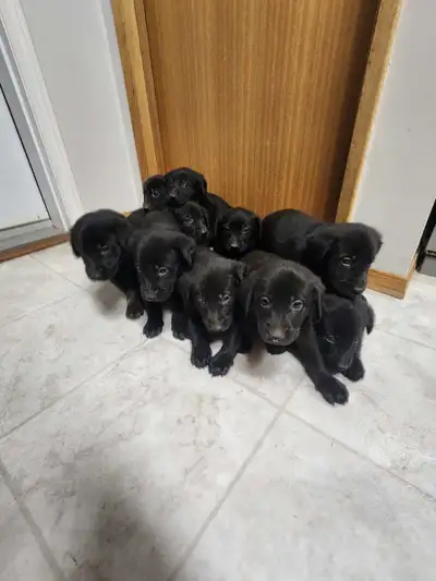 Golden German Shepherd puppies, View more