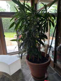 Tropical mature trees 9’  tall with Pots 3 to choose 