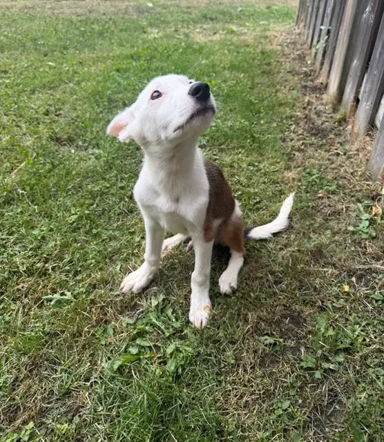Cute Jack russell mix puppy in Dogs & Puppies for Rehoming in City of Toronto - Image 4