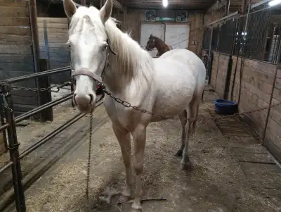 Barils pouliche quarter horse, View more