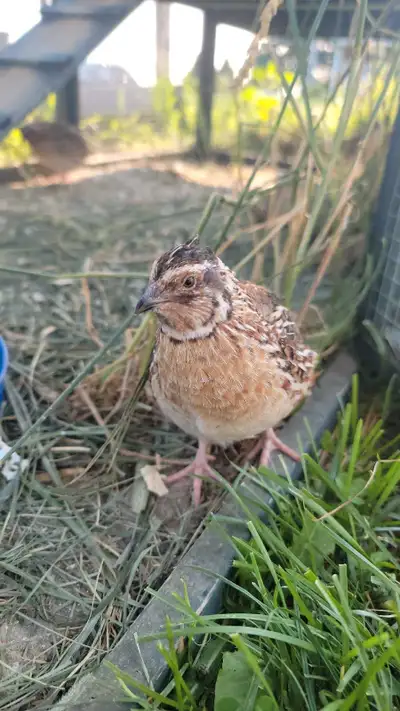 FREE male quail , View more