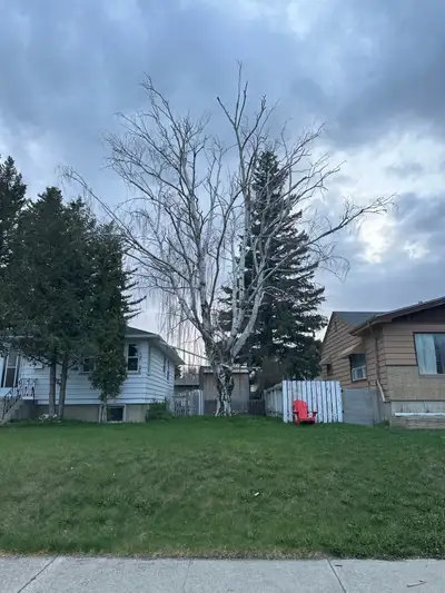  Tree Removal • Tree Pruning • Storm Cleanup • Free Estimates, View more