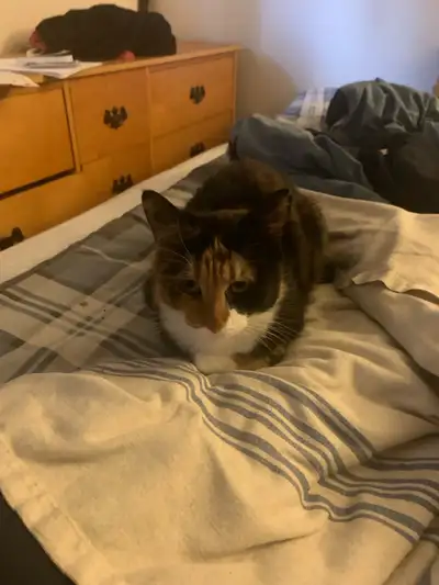 cat for sale, View more