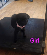 Pug Puppies looking for Forever Home 