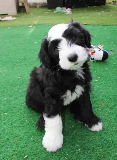 We have an adorable male Sheepadoodle looking for his guardian home. He will be 30 lbs and non shedd...