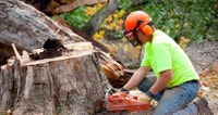 Tree Removal Barrie Ontario Preview