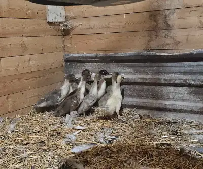 I'm offering adorable Muscovy ducklings, perfect for your farm or backyard! These little ones are bu...