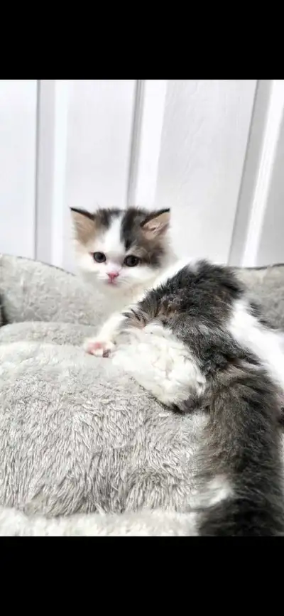 Selkirk rex/Scottish longhair mix kitten, View more