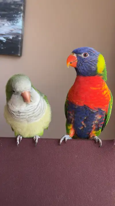I am considering rehoming my bonded pair consisting of a Quaker parrot and a Lorikeet. This is not a...