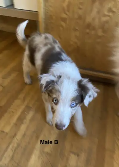 Australian Shepherd Puppies for Sale, View more