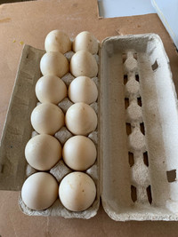 Muscovy Ducks hatching eggs 