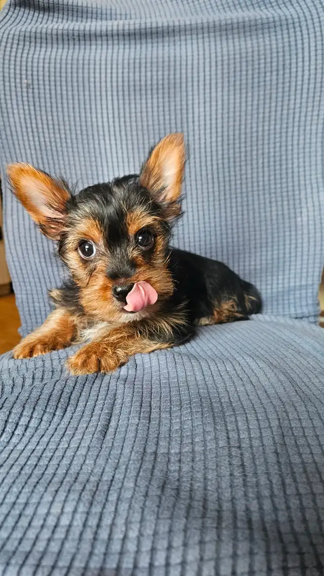 MALE YORKIE PUPPY in Dogs & Puppies for Rehoming in Belleville - Image 15