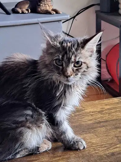 Female Maine Coon, View more