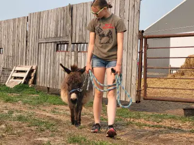 Mini DONKEY!, Voir plus