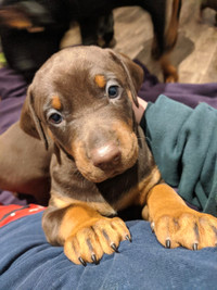Doberman puppies available 
