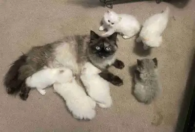 ❣️FIVE WEEK OLD PUREBRED HIMALAYAN KITTENS❣️, View more