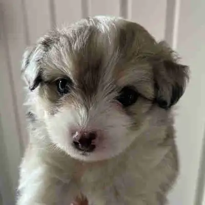 chiots Bichon frisé croisé Aussiedoodle F1 miniature, View more