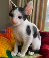 Beautiful purebred Cornish Rex kitten 