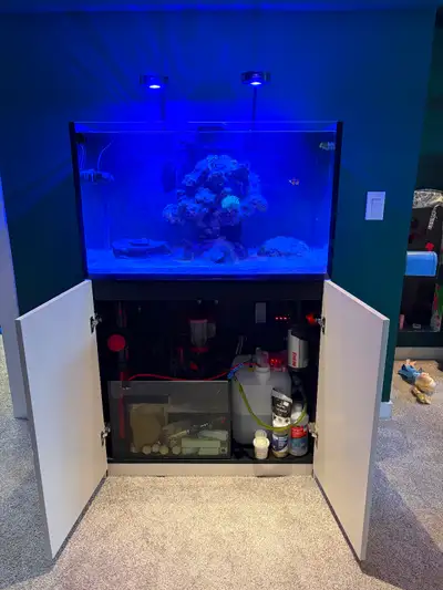 Salt water fish tank (full set up), View more