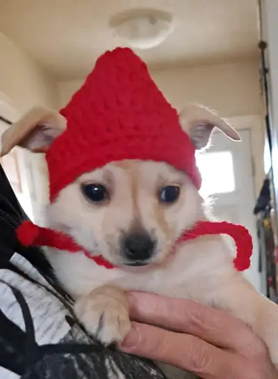 These adorable Pomchi puppies are ready to find their forever homes! They’re playful, affectionate,...