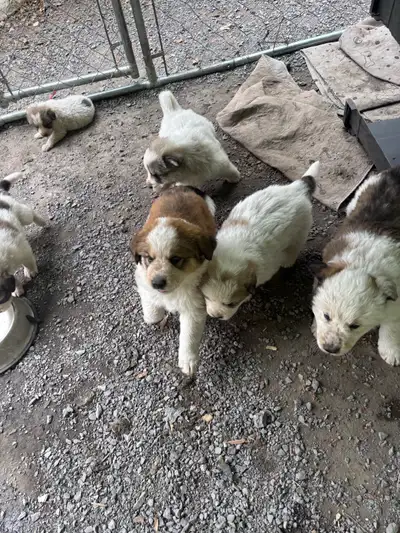 we have two litters of puppies We have 4 Great Pyrenees males available 1 Great Pyrenees female avai...