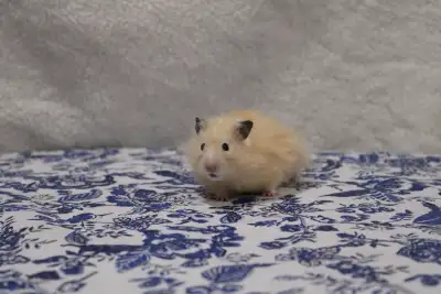 Hamster with bedding, small cage, and a bit of food, View more