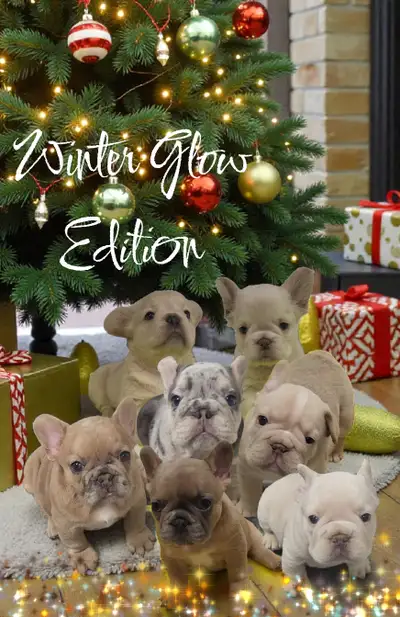 Top quality French Bulldog puppies, blue,merle,fluffy!, View more
