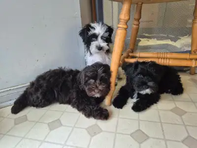 Miniature Schnauzer Puppies, View more