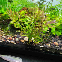 Rotala Indica Aquarium Aquatic Plant