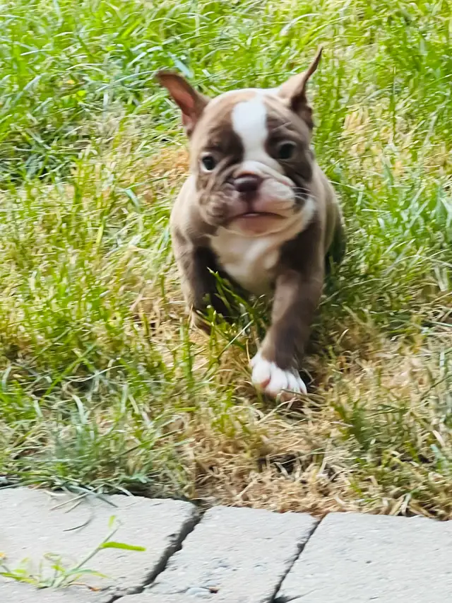 Olde English Bulldog puppies in Dogs & Puppies for Rehoming in Oshawa / Durham Region - Image 4
