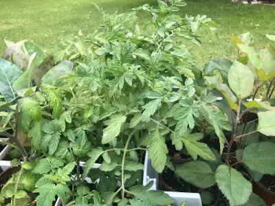 plant de tomates pommier choux fleur et autres , View more