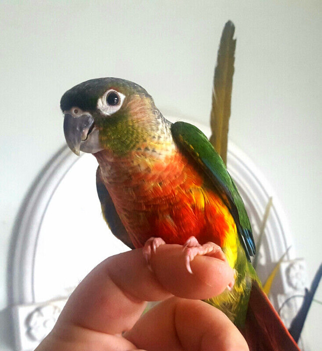 High red yellowsided  and pineapple greencheeks in Birds for Rehoming in Mississauga / Peel Region
