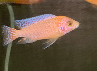 Cichlids and Others for Sale!!