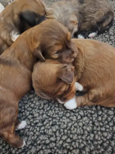 Havanese Pups CKC Registered, View more