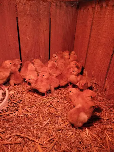 Have about 30 layer chicks available Born June 1st