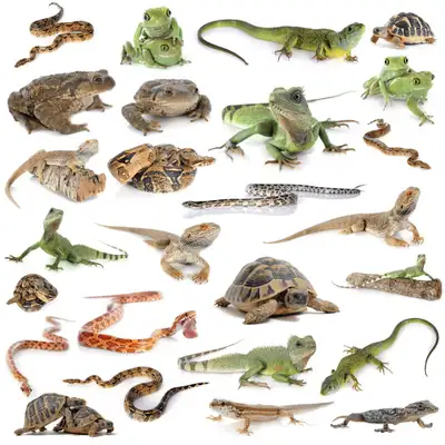 Looking For Any Critters In Need Of A Home! , View more