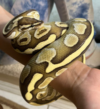 BEAUTIFUL BALL PYTHON THRIVE TERRARIUM  $580 Pickering 