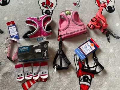 Tiny Dog Accessories Lot, View more